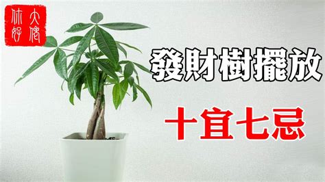 吸財樹風水